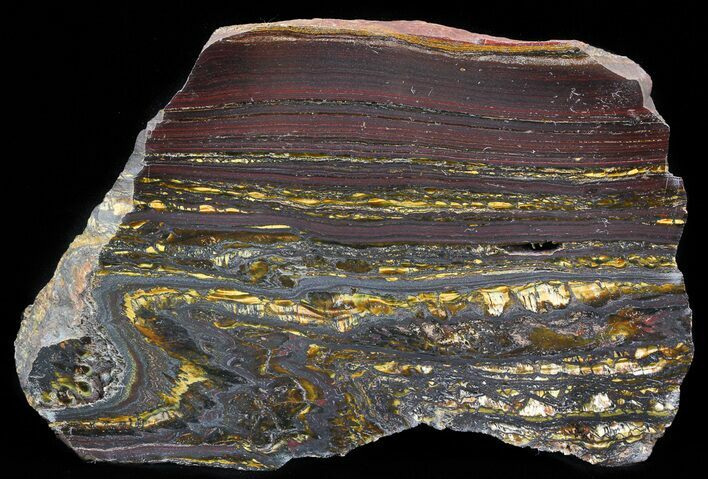 Polished Tiger Iron Stromatolite - ( Billion Years) #41074